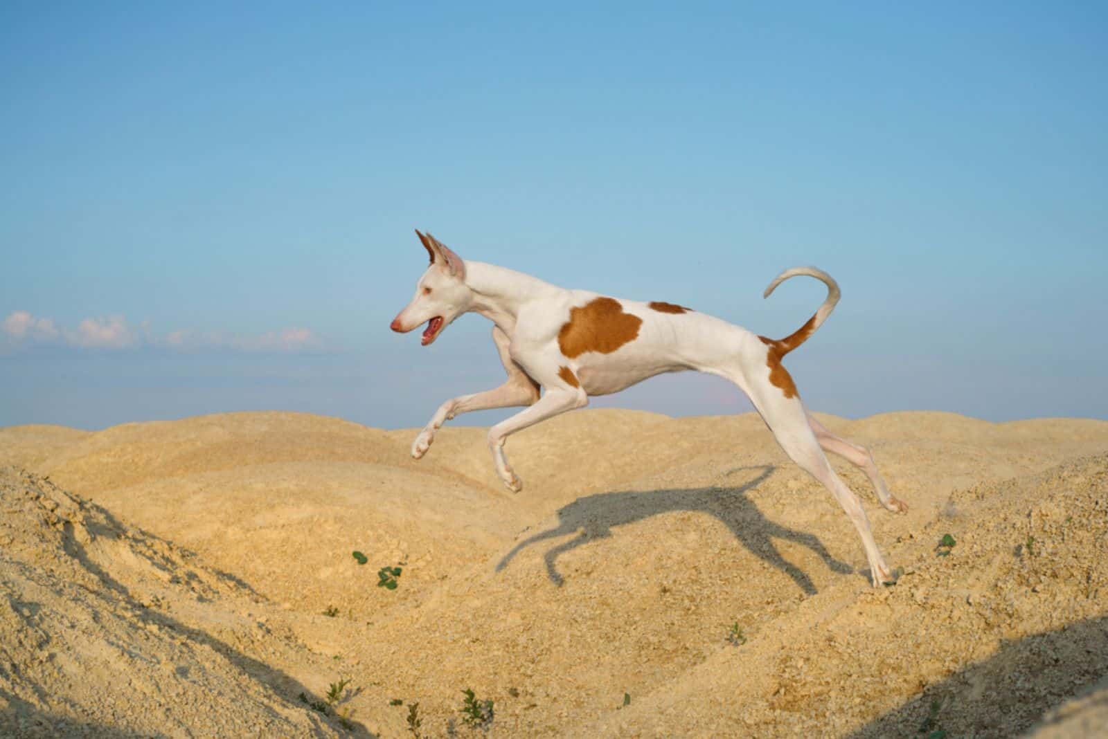 perro salta a través de las dunas de arena