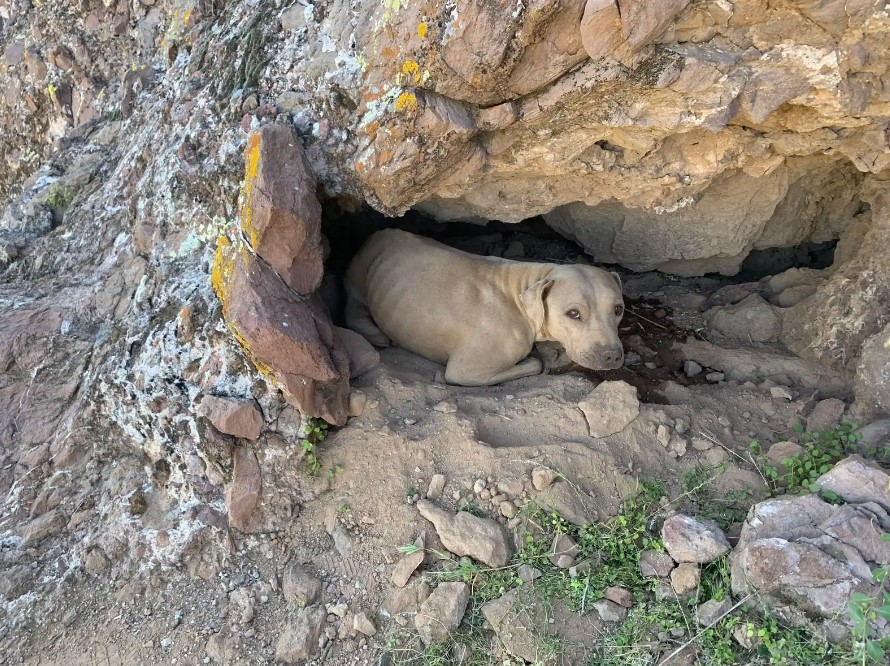 perro tumbado en la cueva