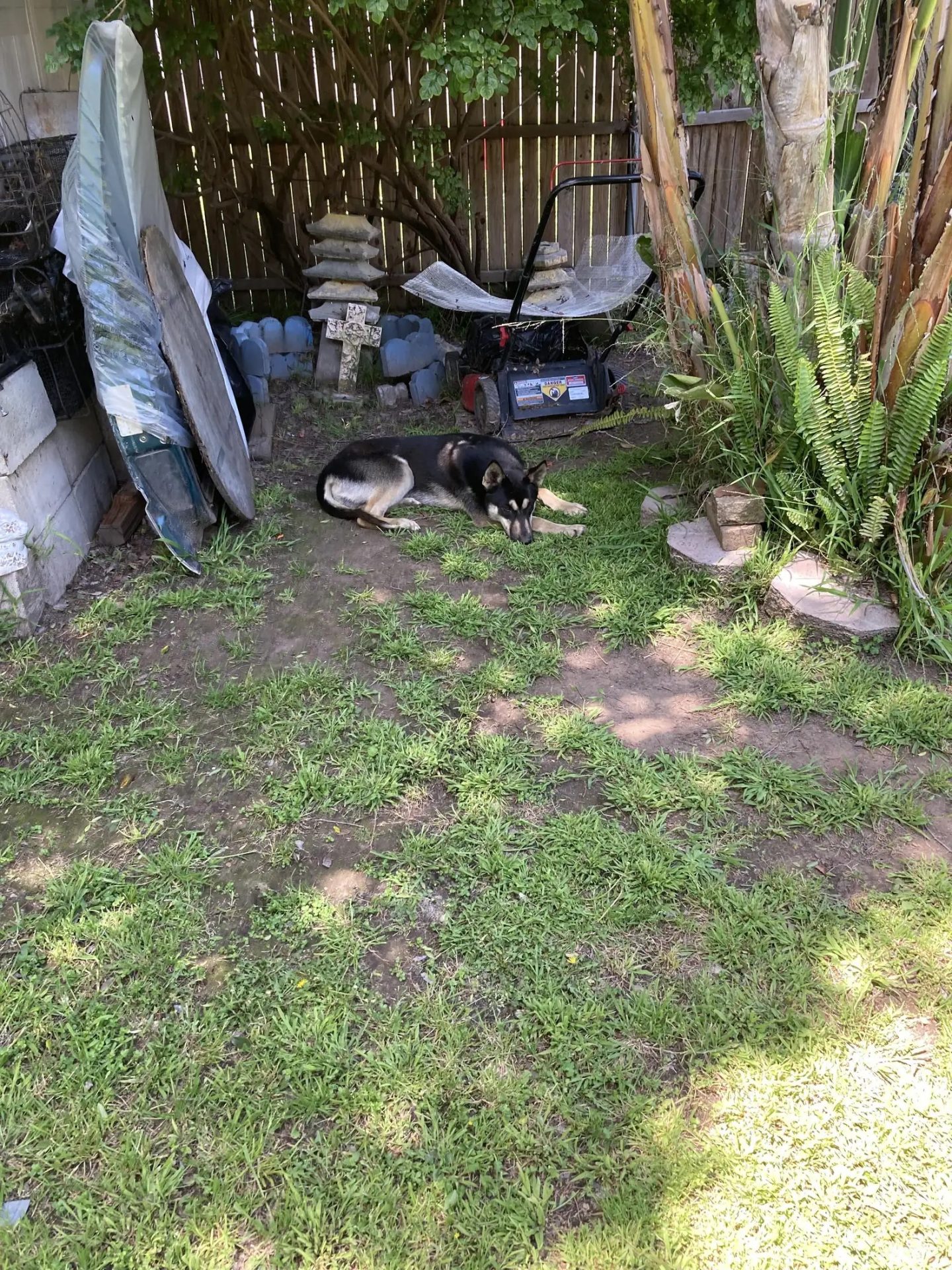perro tumbado en el patio
