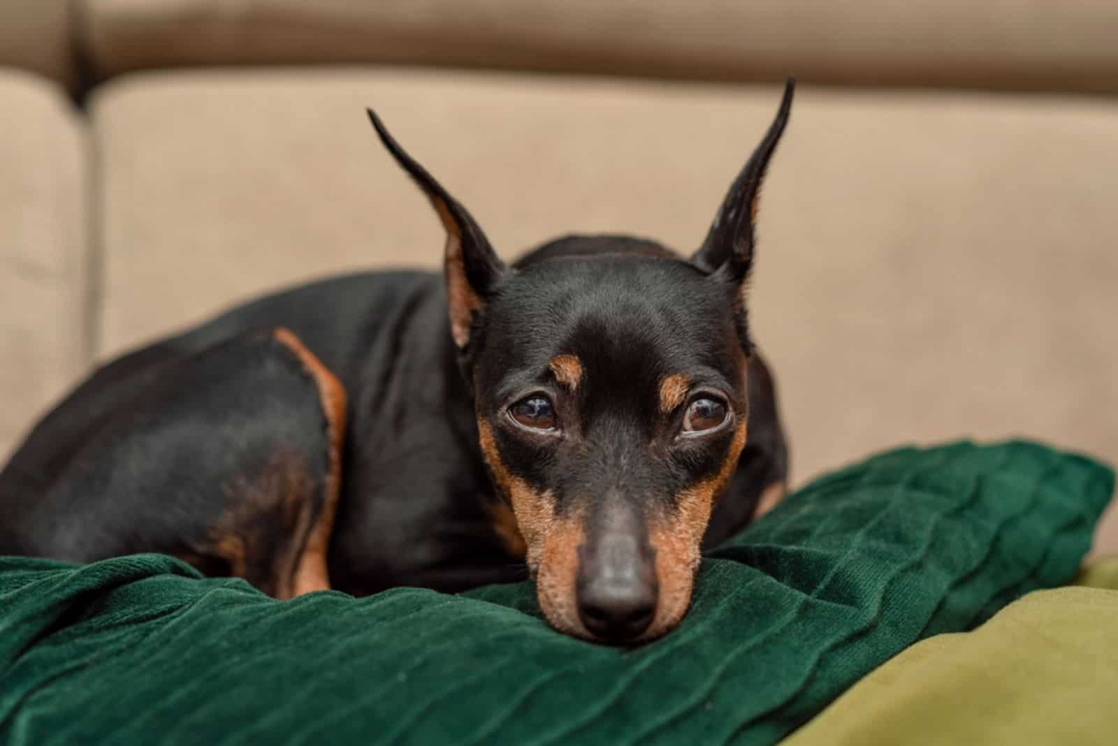 perro acostado en el sofá sobre cojín verde
