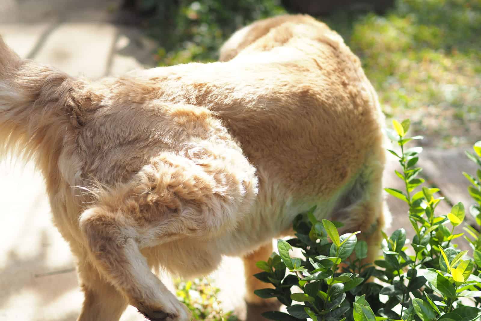 perro levantando la pata trasera y orinando en el jardín