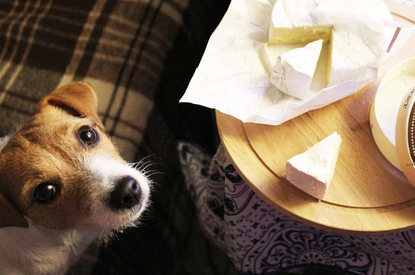 perro mirándose al dueño y suplicando por queso