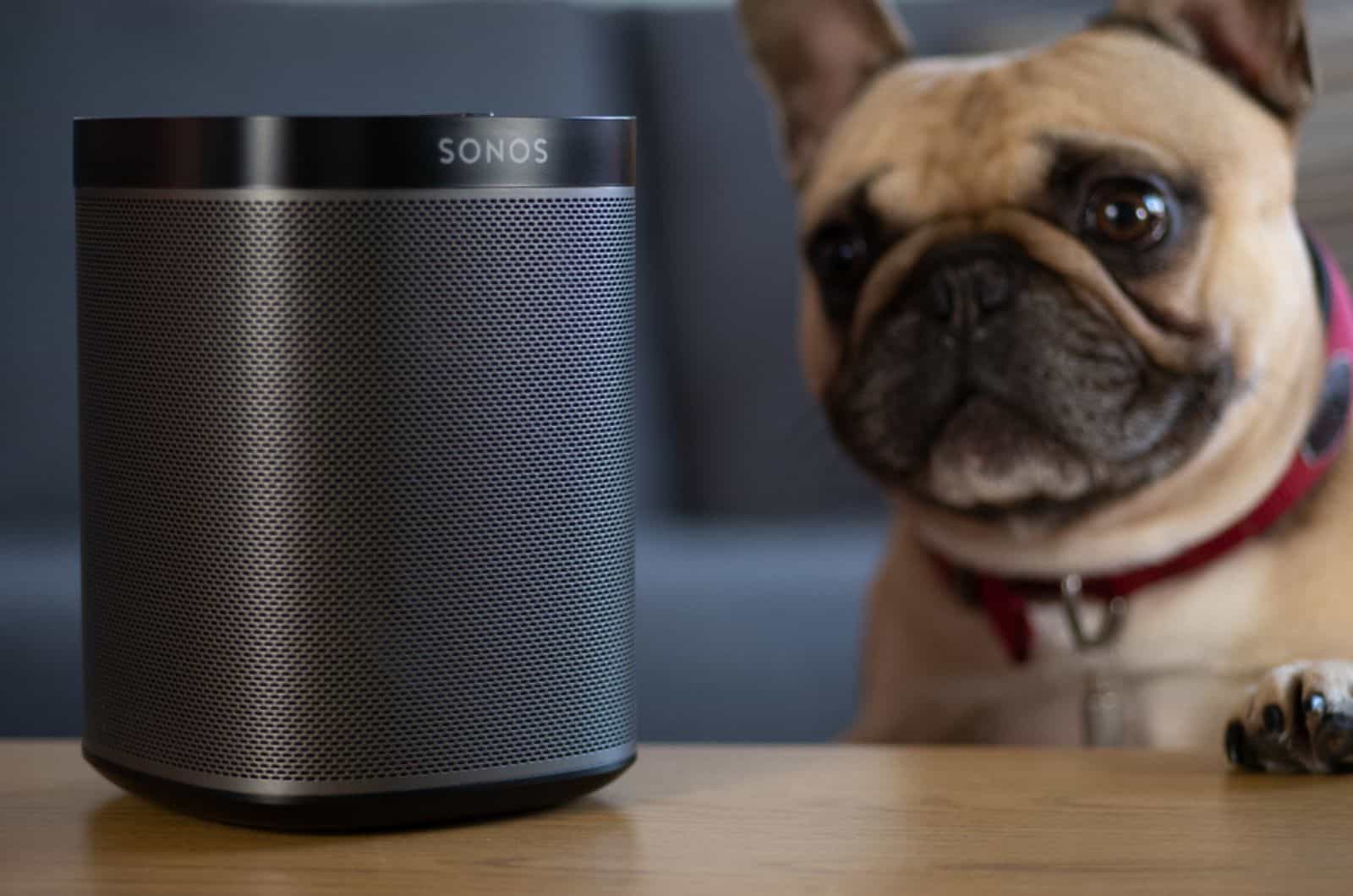 perro mirando un altavoz inalámbrico reproduciendo música