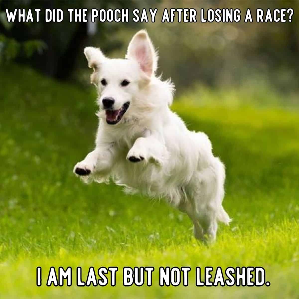 chiste de perro perdiendo una carrera