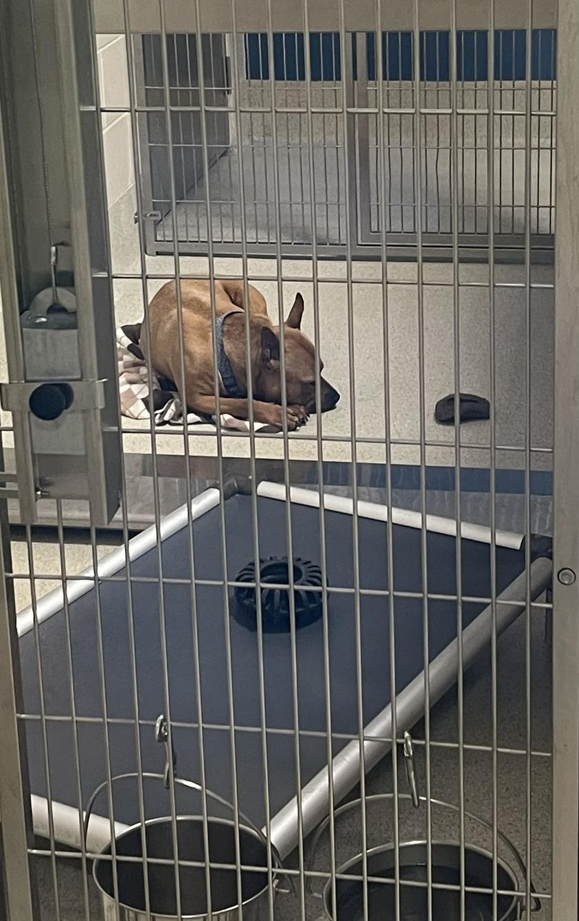 perro acostado en un refugio