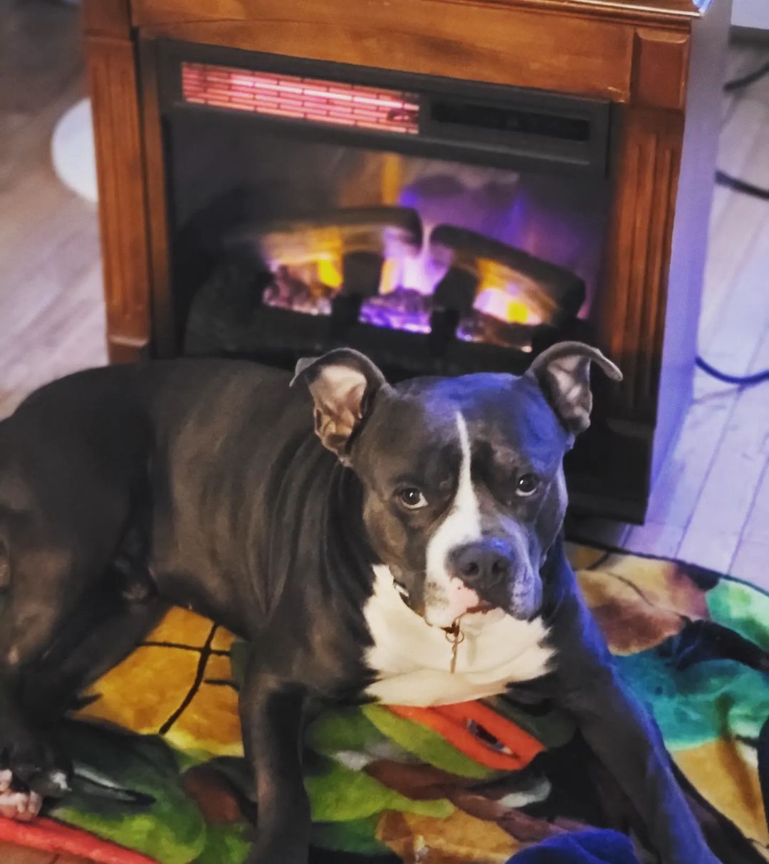 perro acostado frente a la chimenea