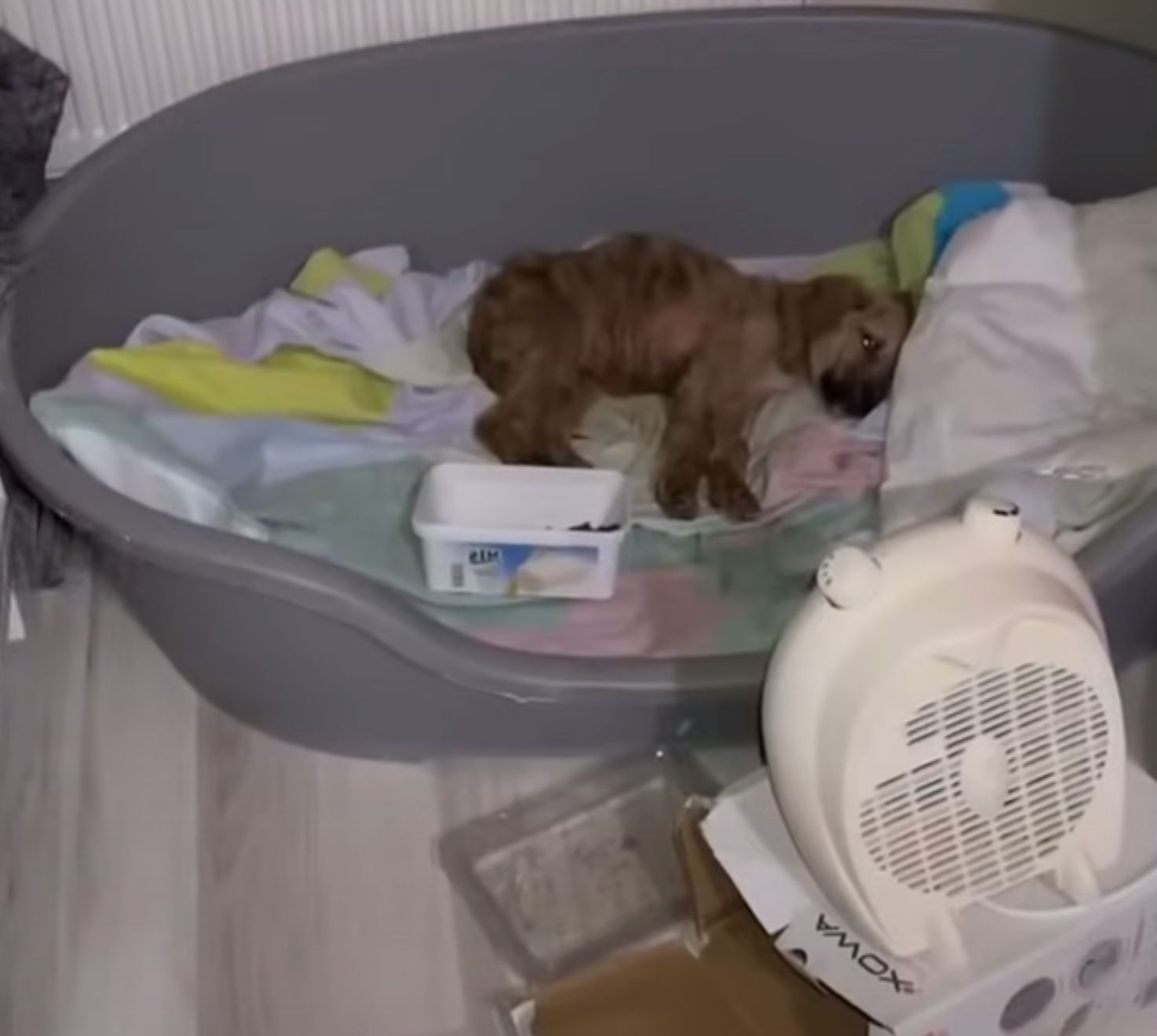 perro acostado en cama de plástico gris