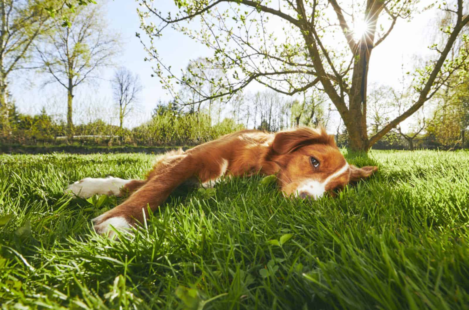 perro acostado en el césped en un día soleado