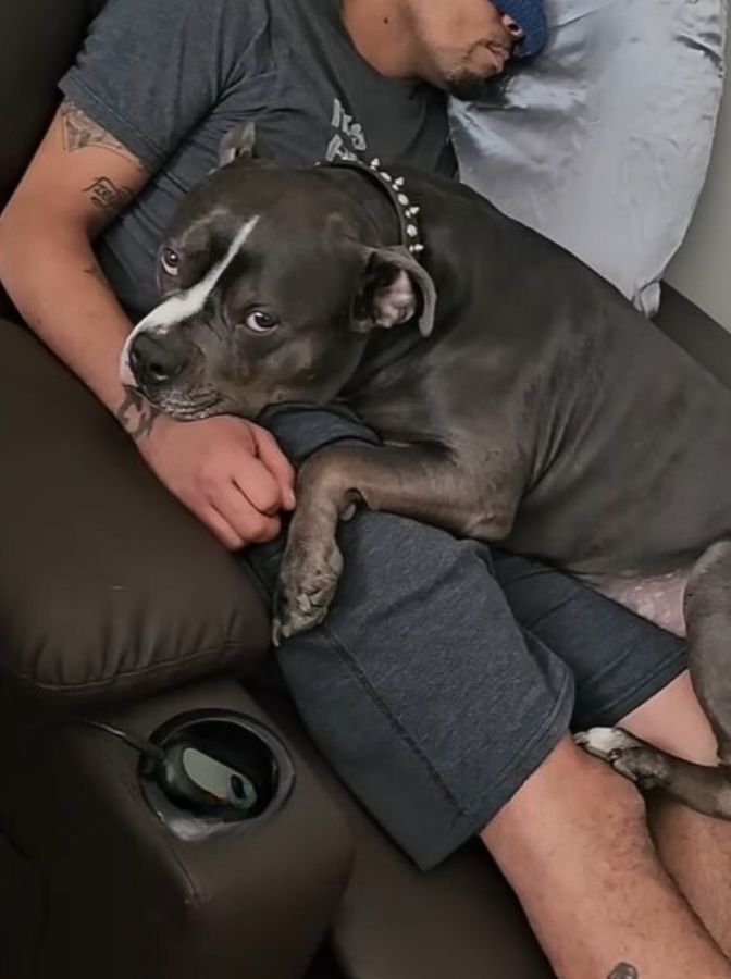 perro acostado al lado de un hombre