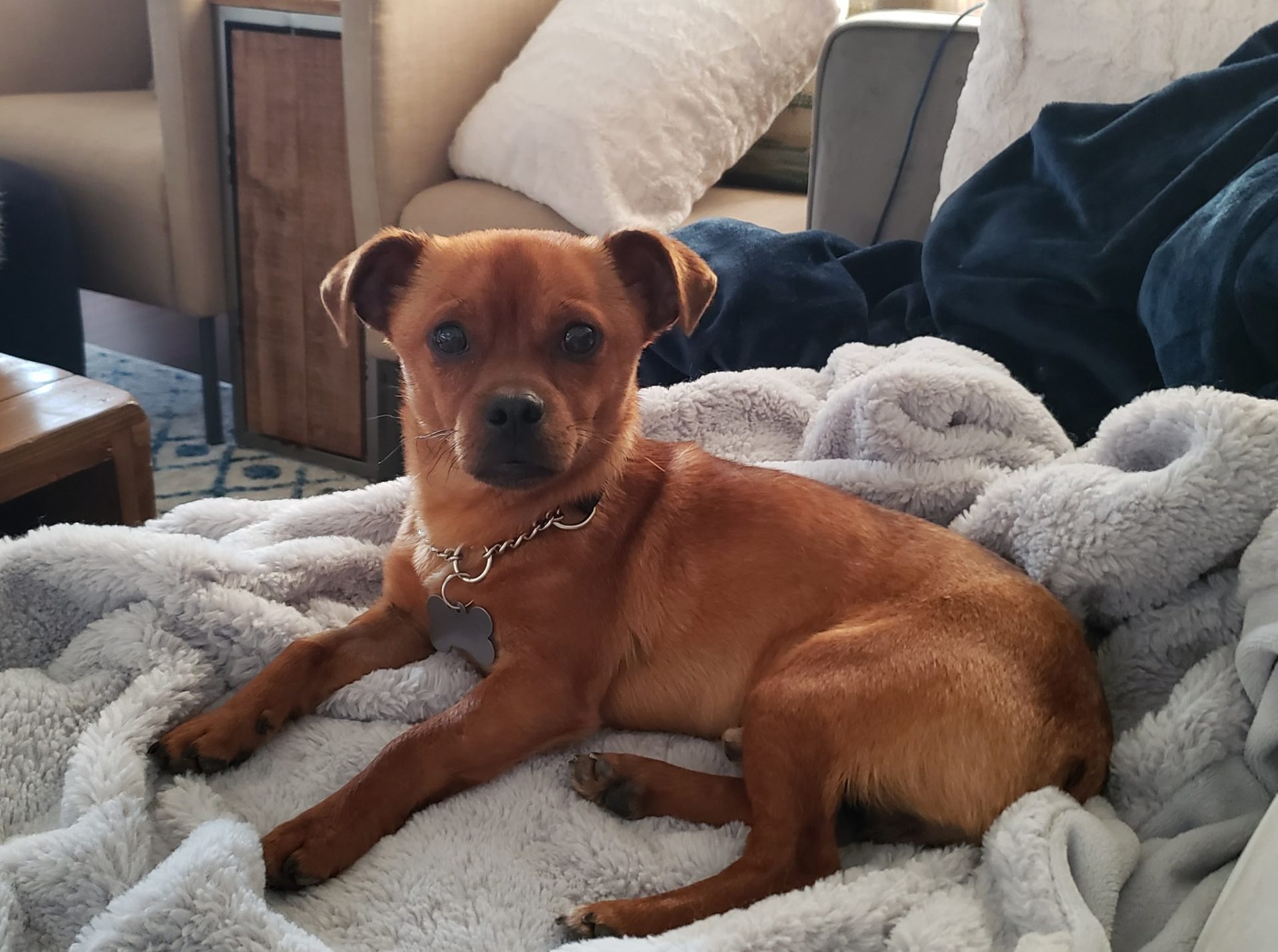 perro tumbado en una manta gris