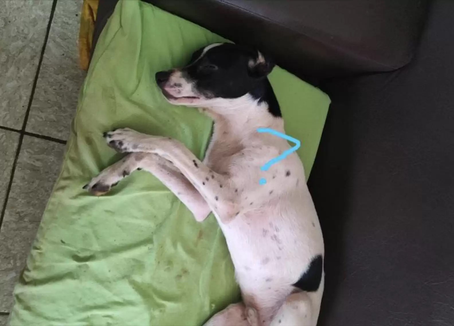 perro acostado en el cojín verde