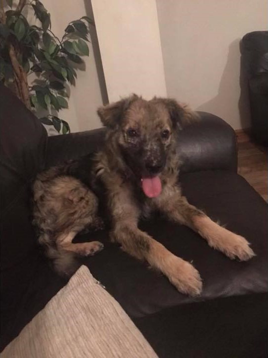 perro rescatado acostado en el sofá