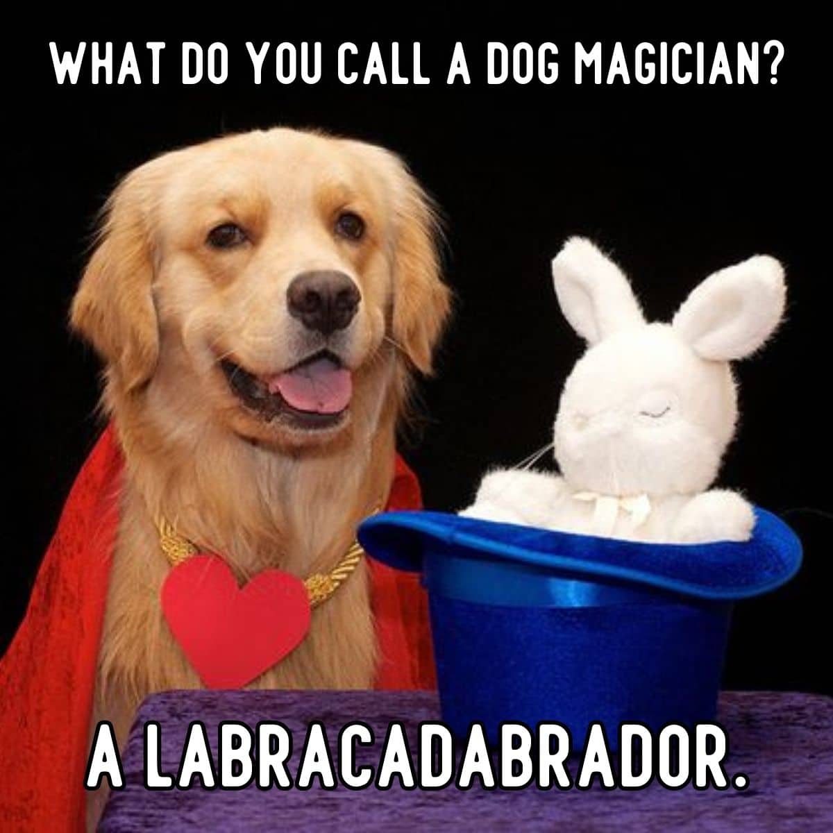 chiste de perro mago