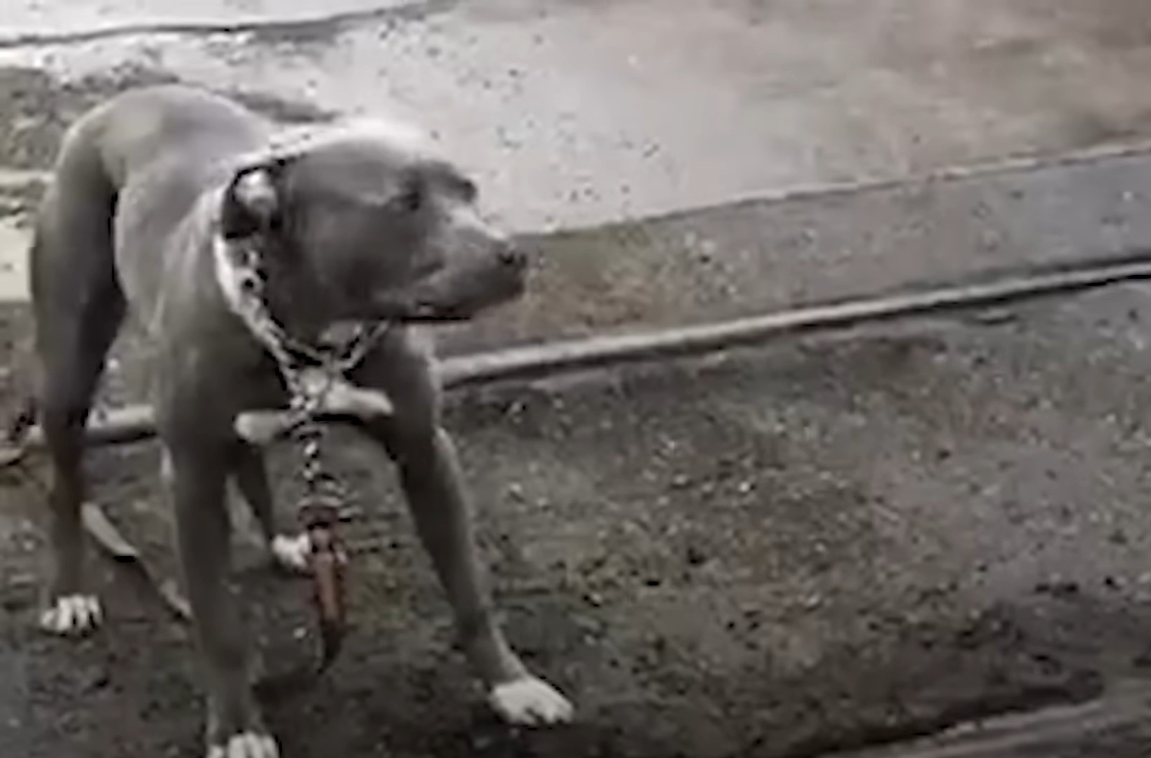 perro encadenado
