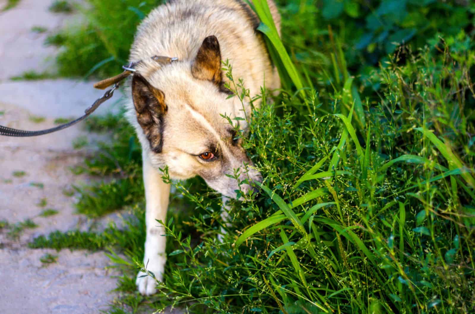 perro con correa olfateando el césped