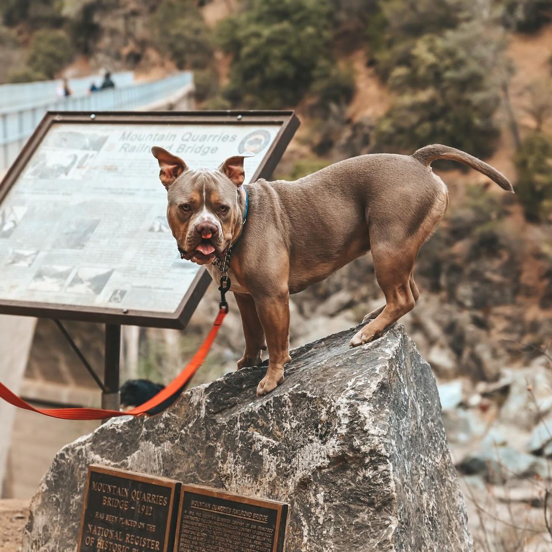 perro sobre una roca