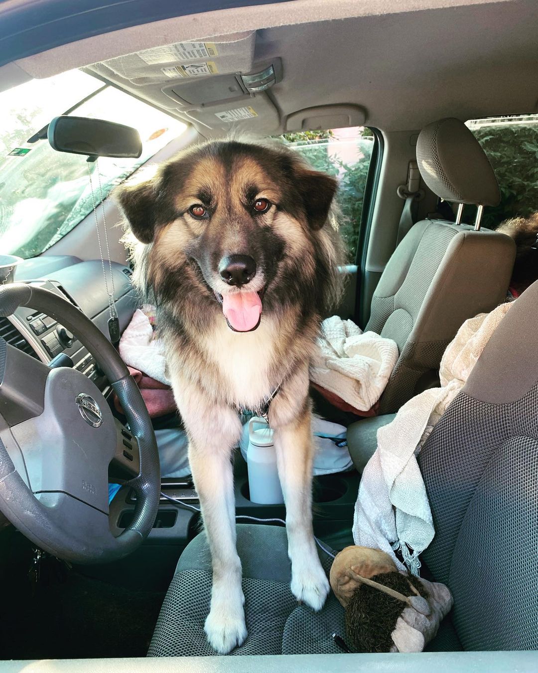 perro en el asiento delantero del coche