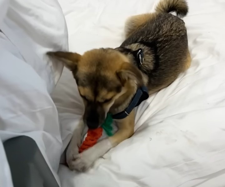 perro jugando con su juguete