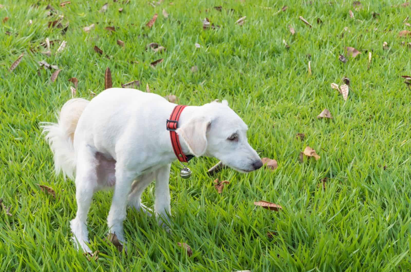 perro defeca en la hierba del parque