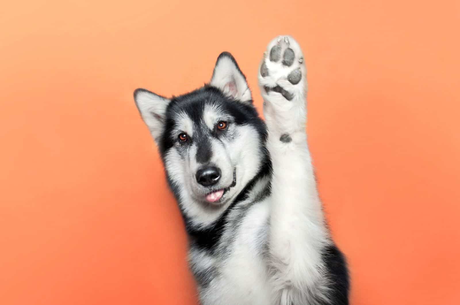 perro levantando una pata