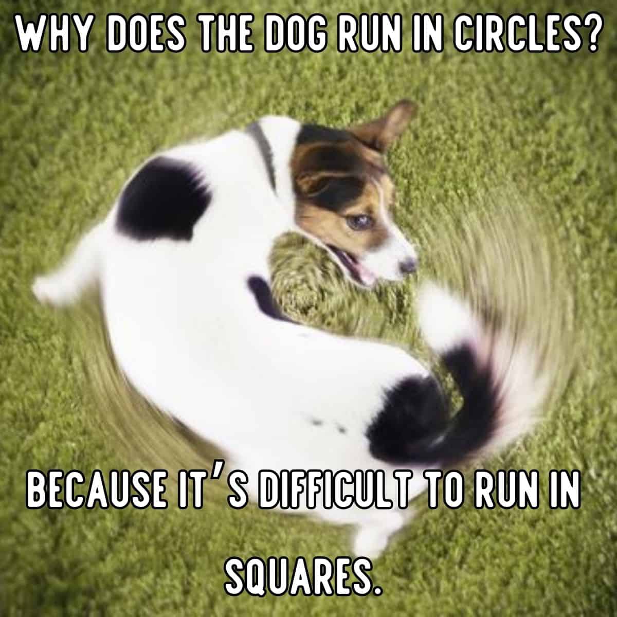 chiste de perro corriendo en círculos