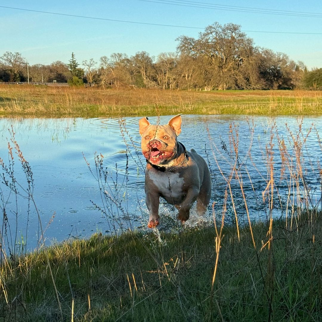 perro corriendo junto al lago