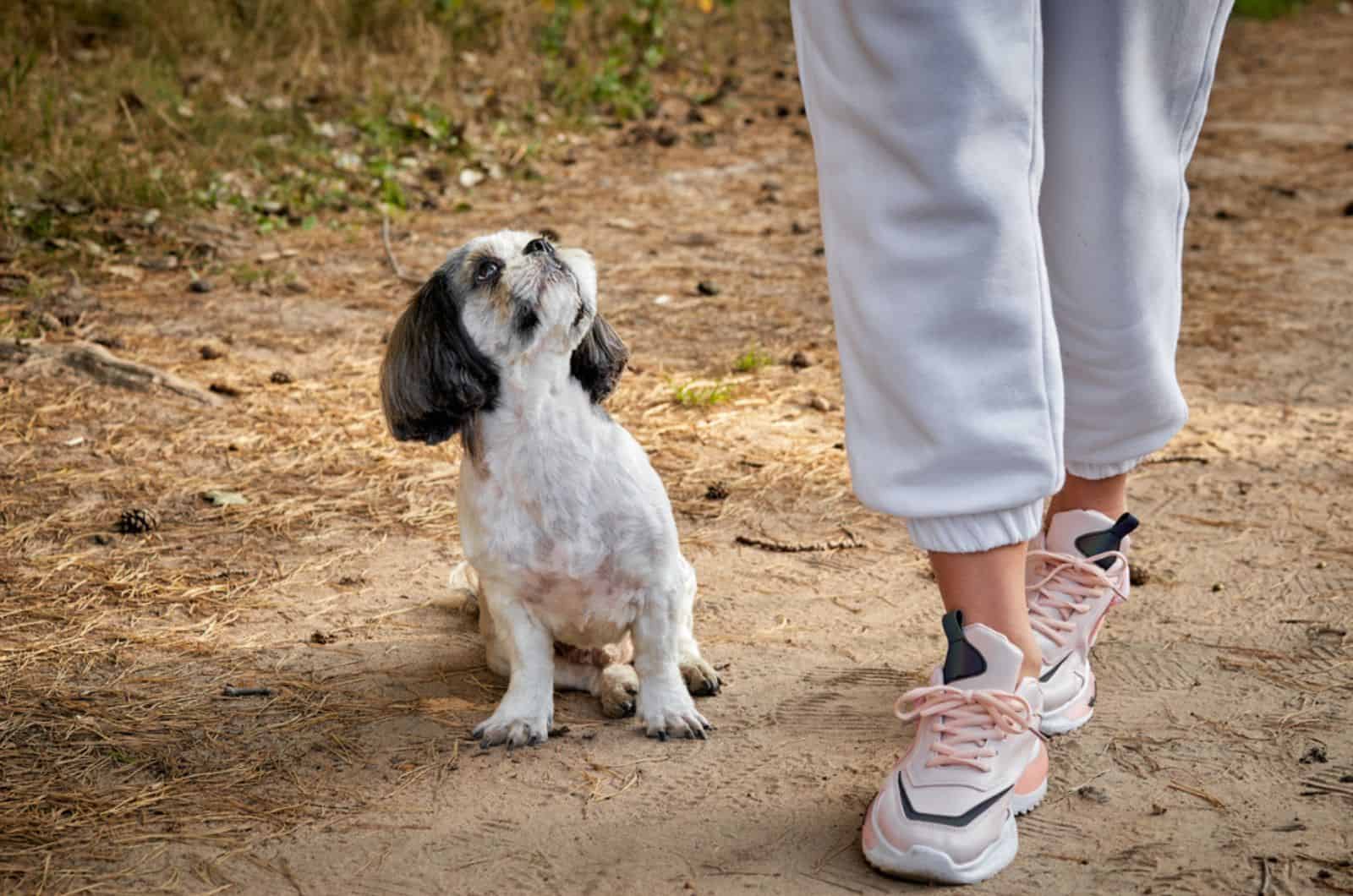 perro Shih Tzu sentado en el suelo y mirando a su dueño