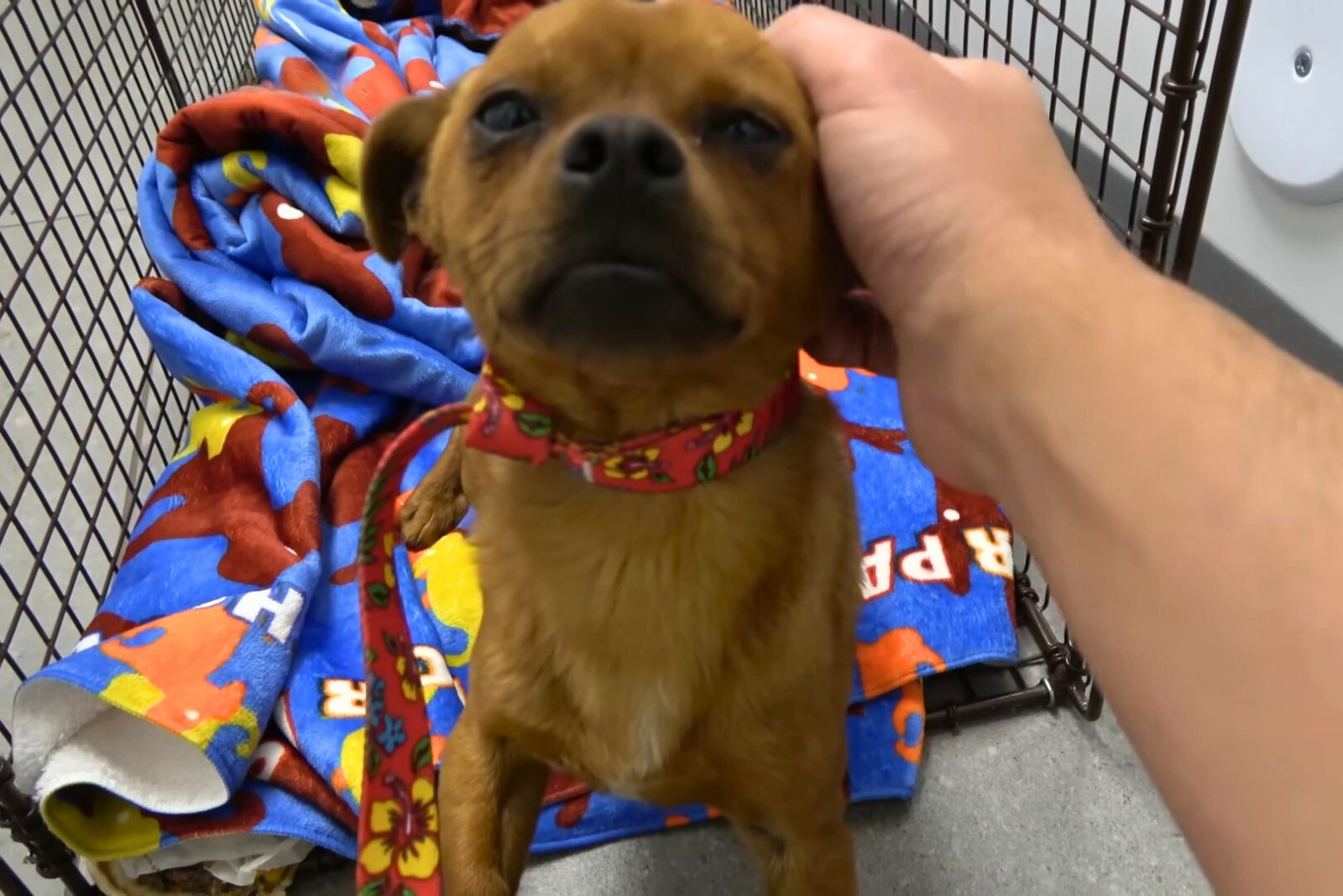 perro sentado en una manta colorida