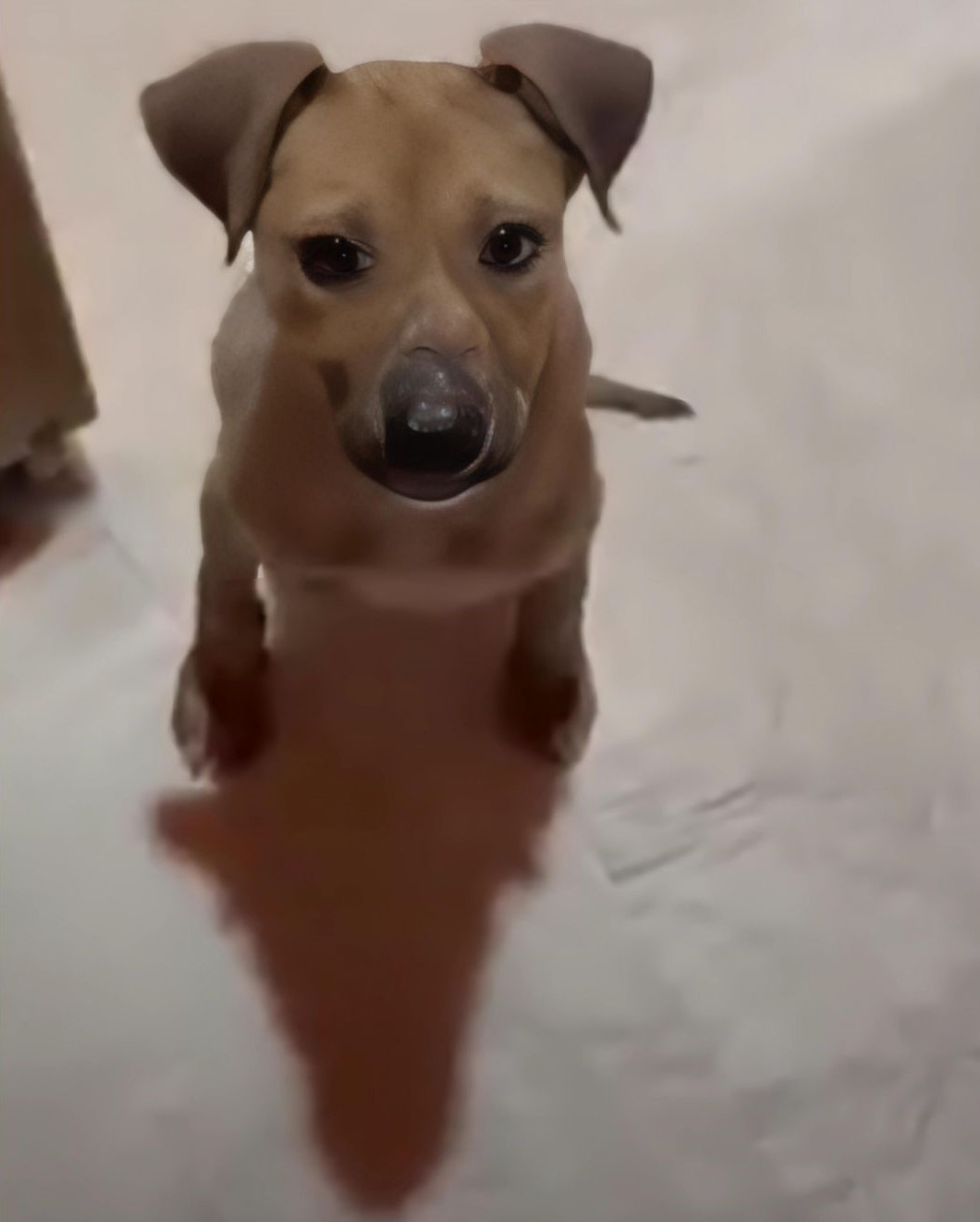 perro sentado