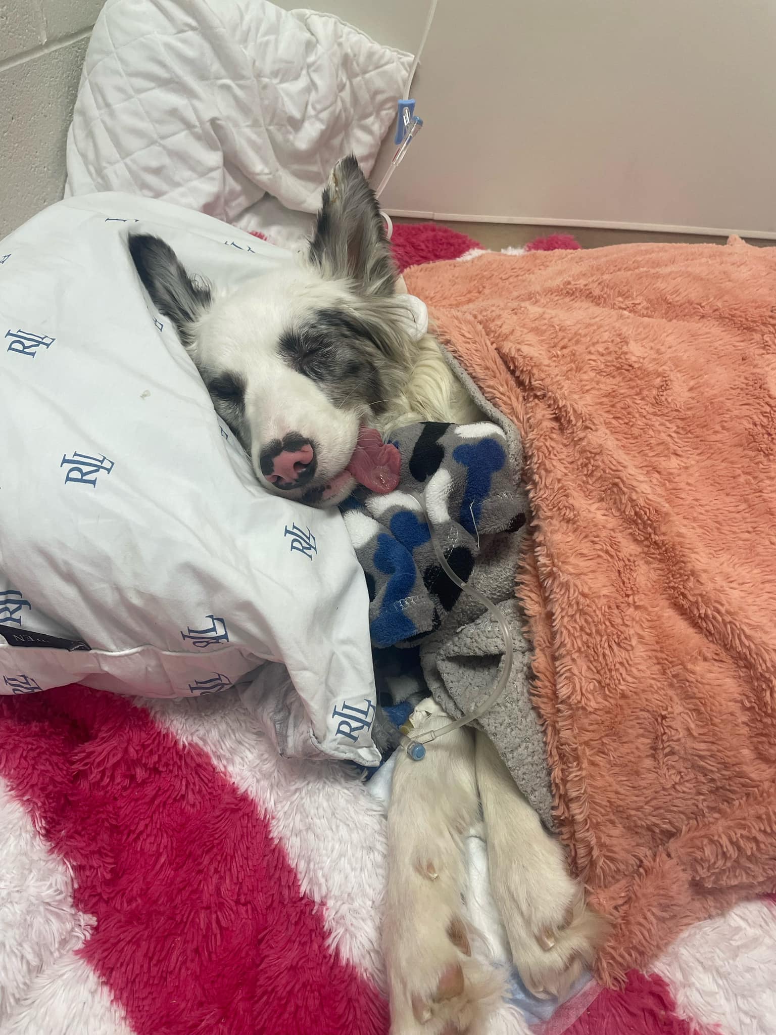 perro durmiendo en una almohada