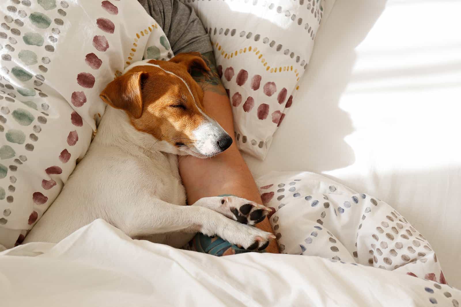 perro durmiendo en el brazo del dueño