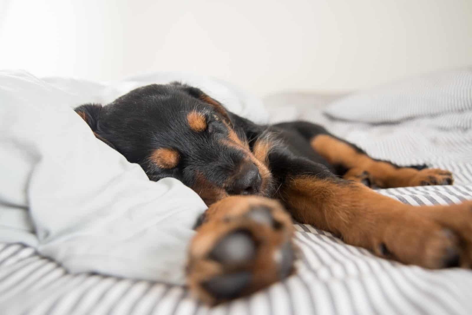perro durmiendo sobre la almohada