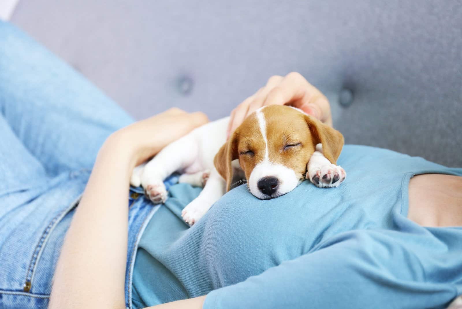 perro durmiendo en mujer