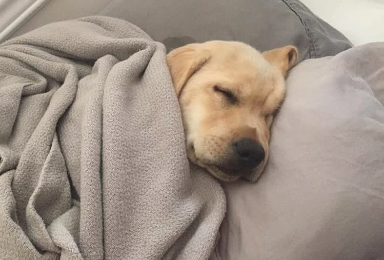 perro durmiendo envuelto en mantas