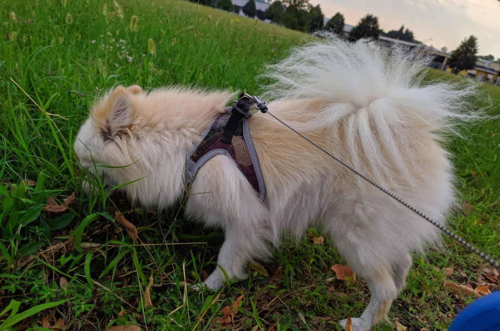 perro olfateando césped en el parque