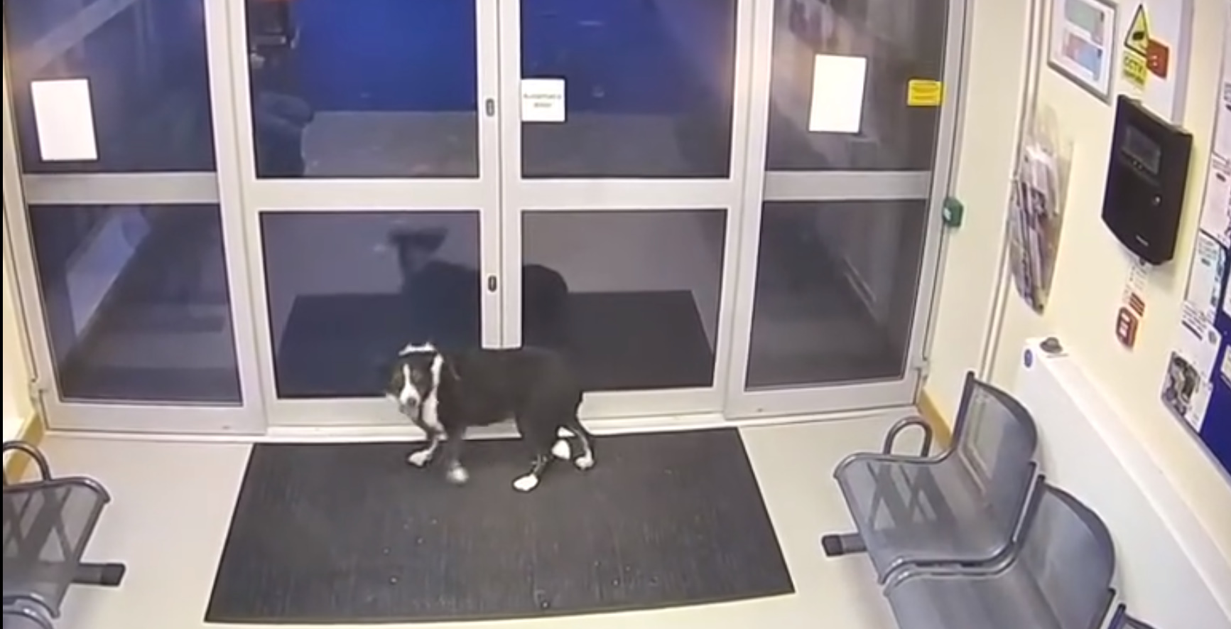perro junto a la puerta de la comisaría