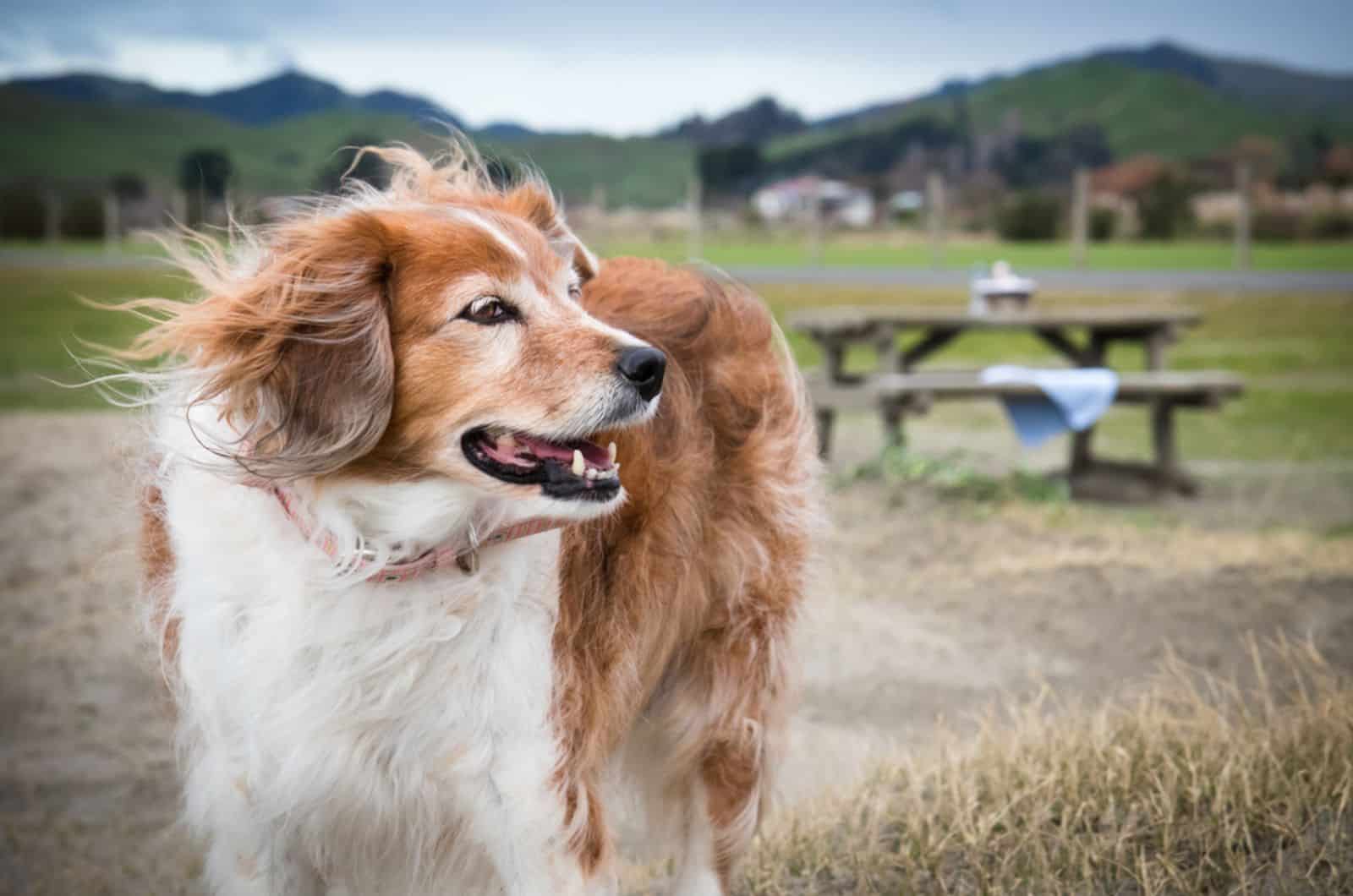 perro de pie al aire libre en un día frío de invierno