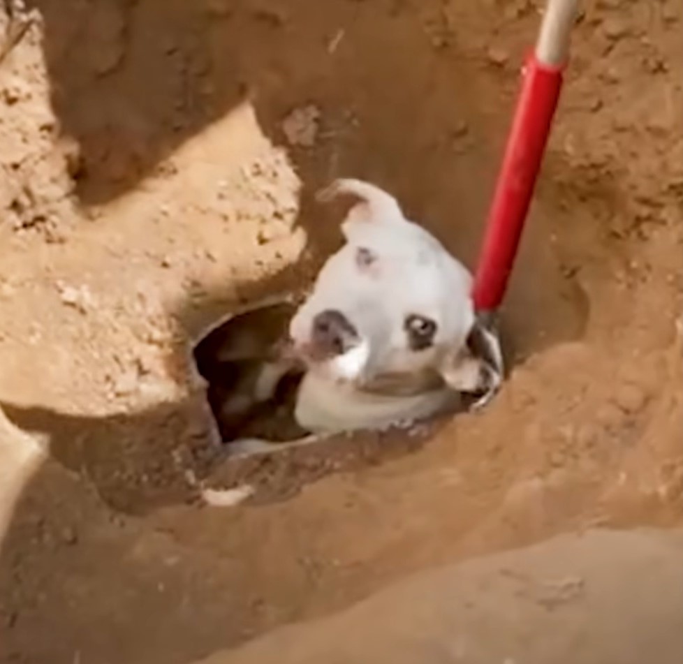 perro atascado en tubería de drenaje