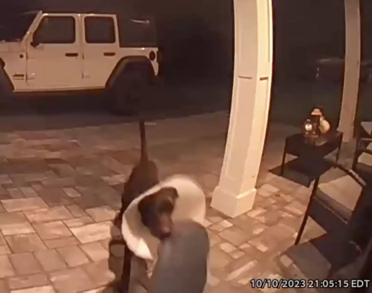 perro marrón con un cono alrededor de su cabeza, captado por la cámara sosteniendo una decoración de Halloween en su boca