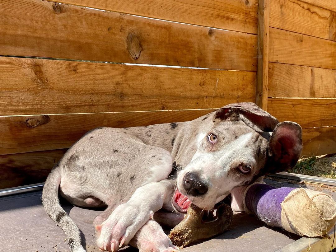 perro tomando el sol