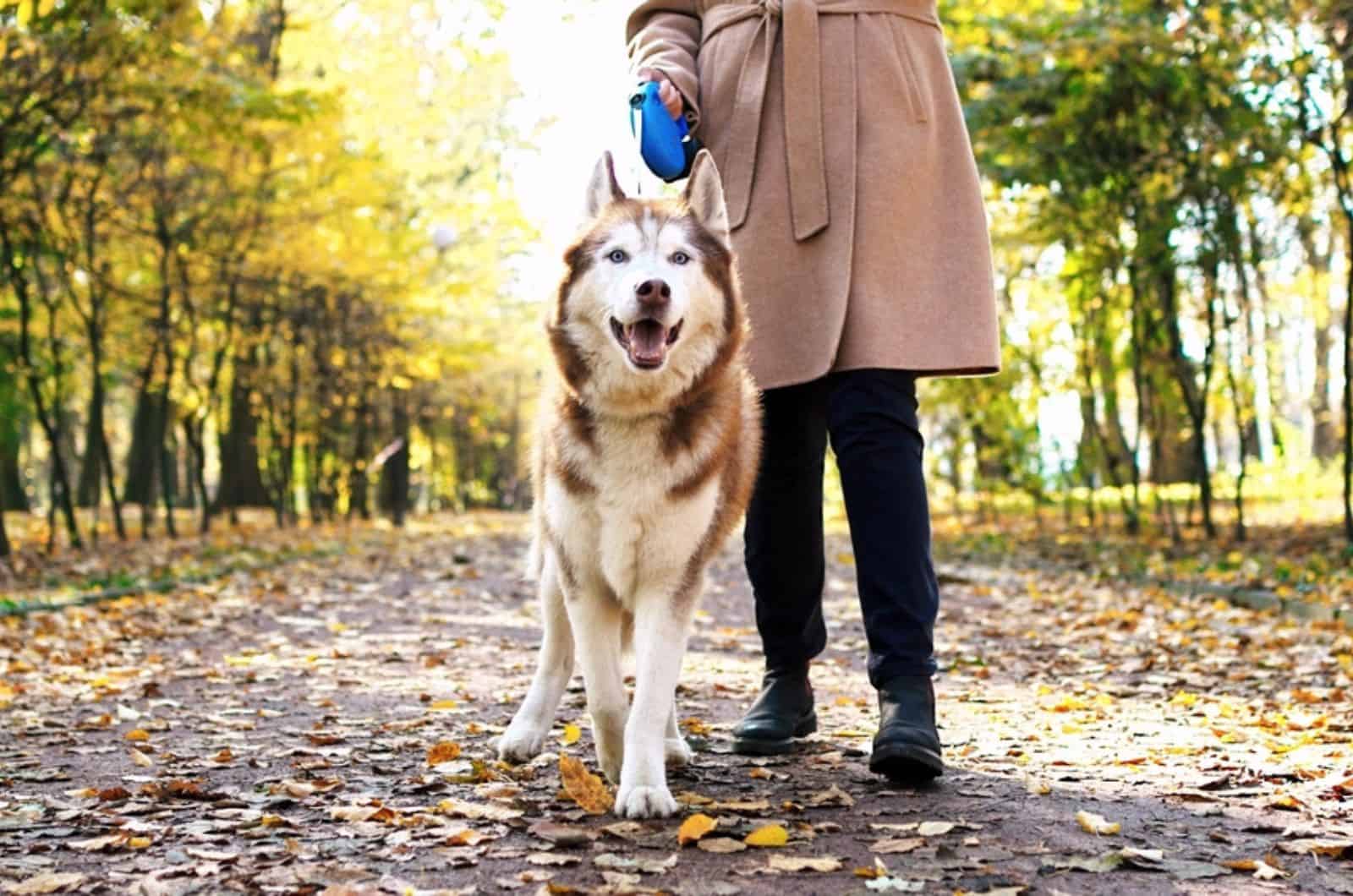 paseador de perros con husky en el parque