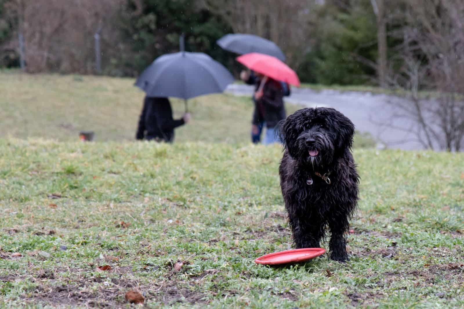 el perro quiere jugar en un día lluvioso - labradoodle negro esperando que lancen el juguete de nuevo.
