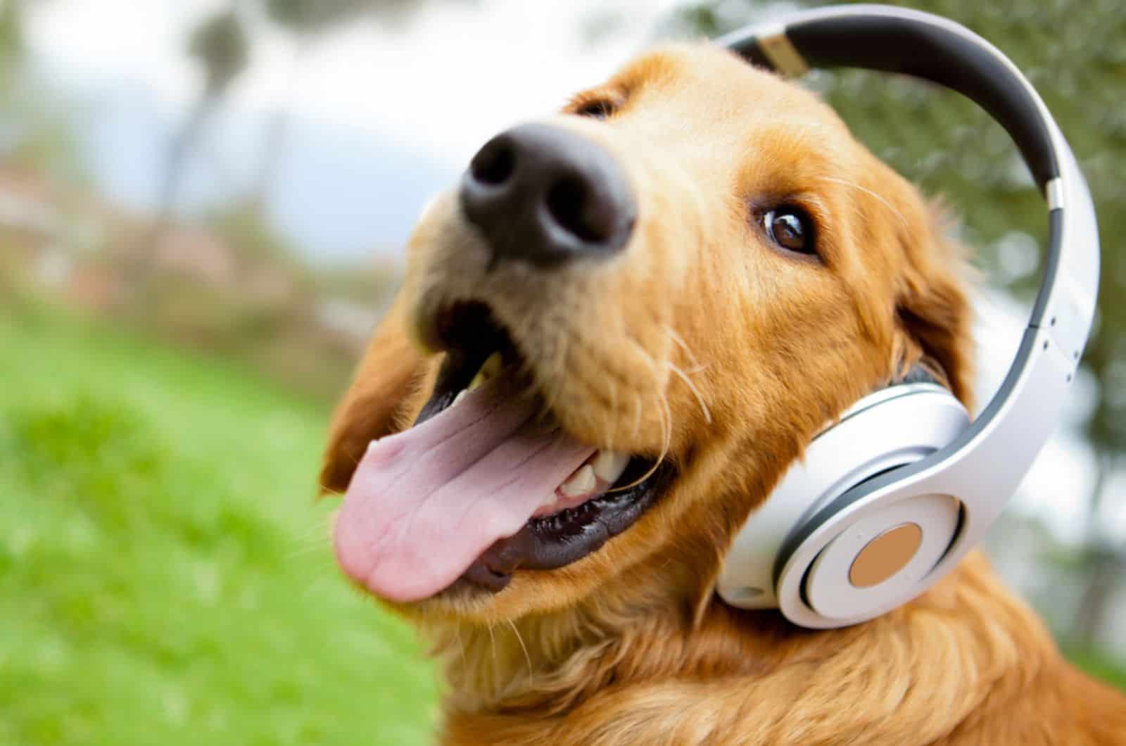 perro con auriculares al aire libre