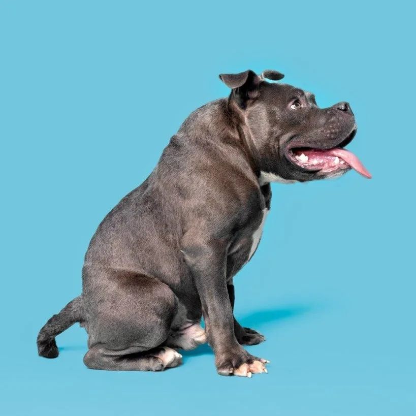 perro con una condición sentado