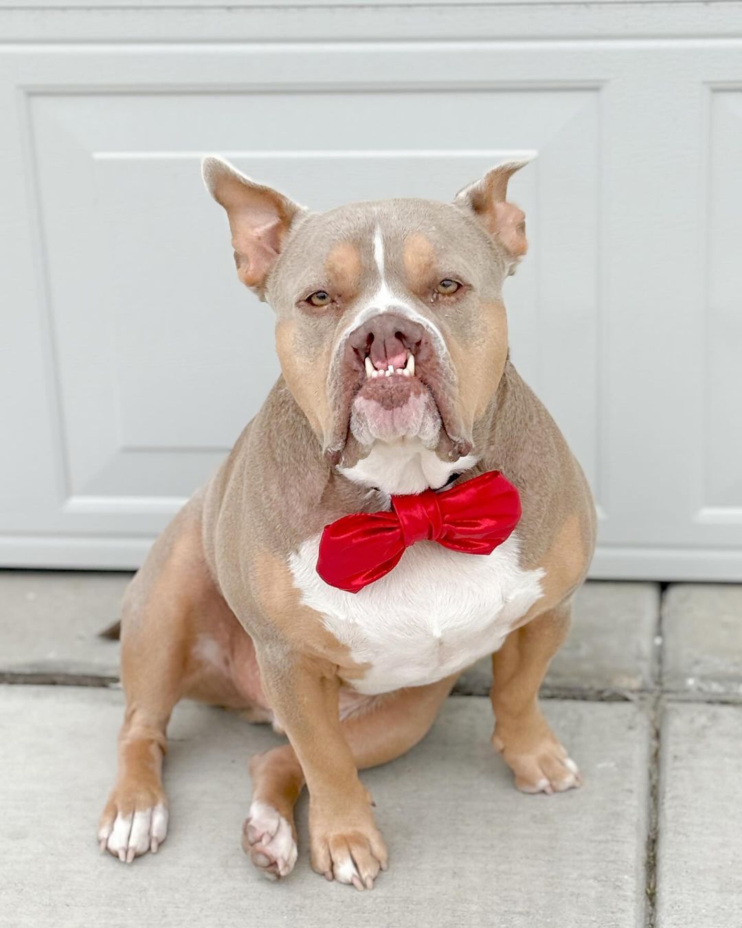 perro con un lazo rojo