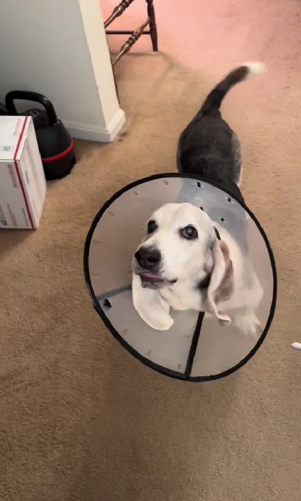 perro con collar en casa