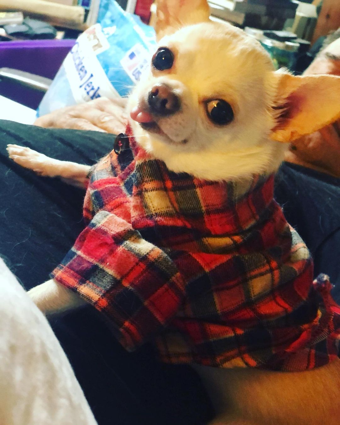 perro con camiseta genial