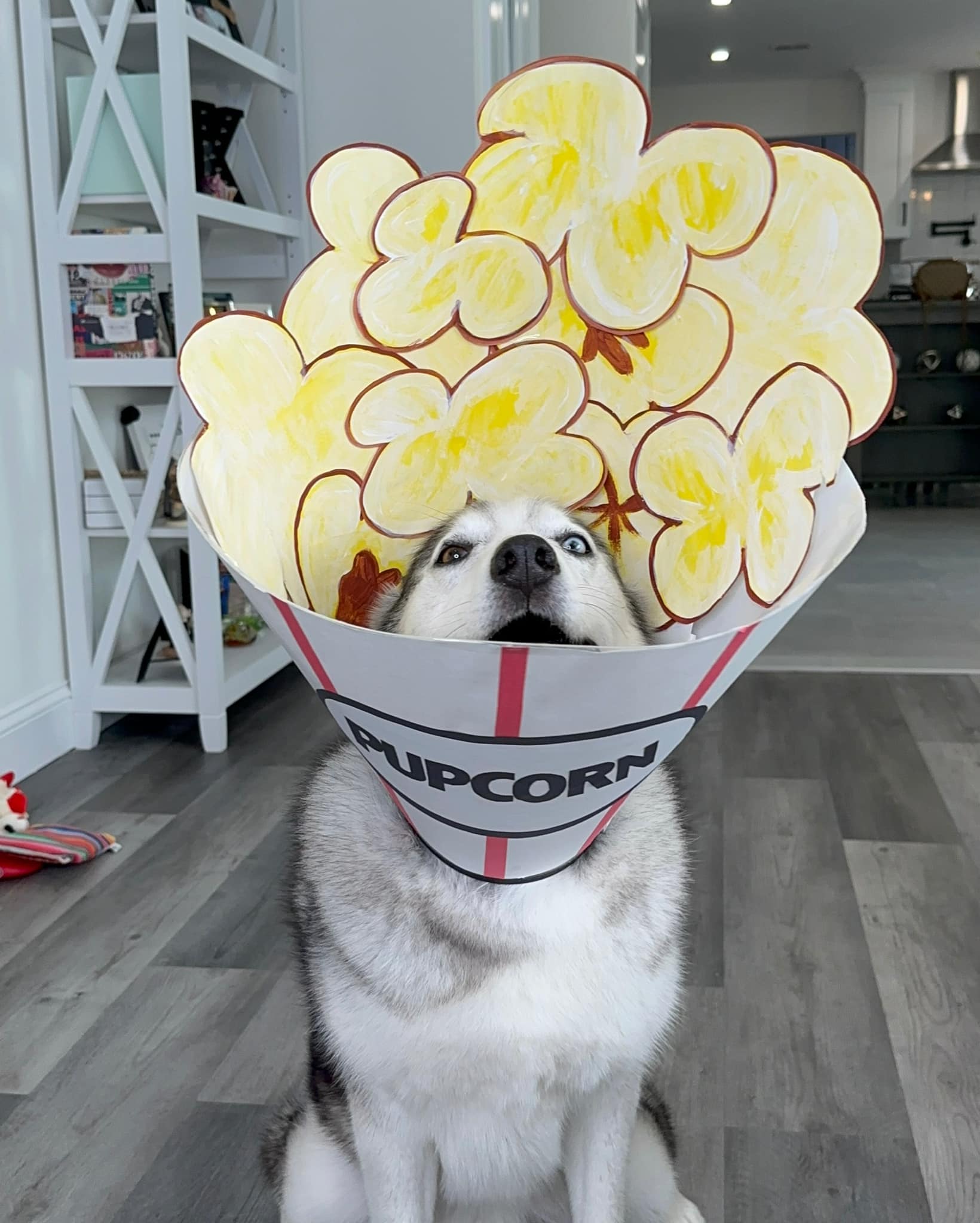 perro con disfraz de palomitas