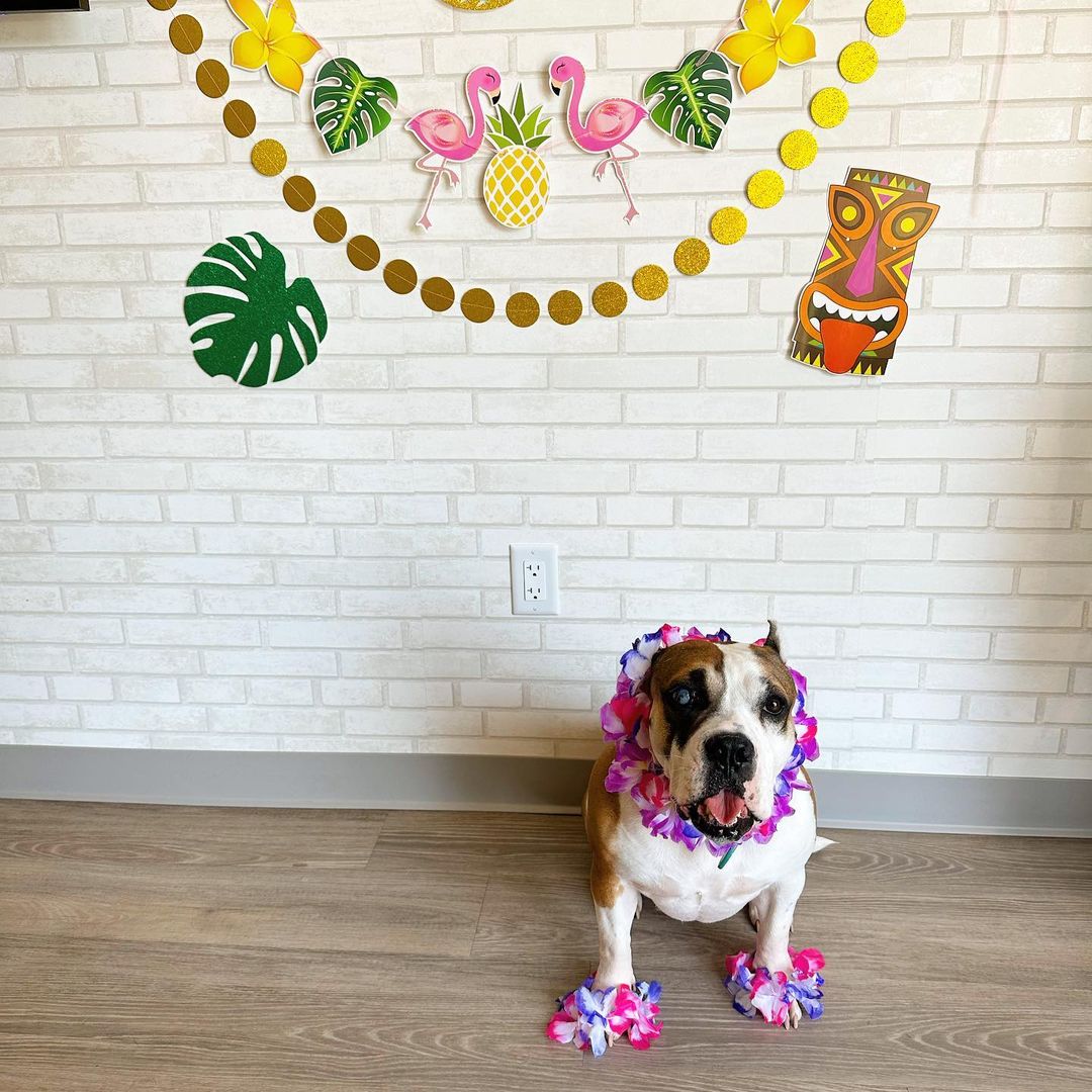 perro con ropa linda