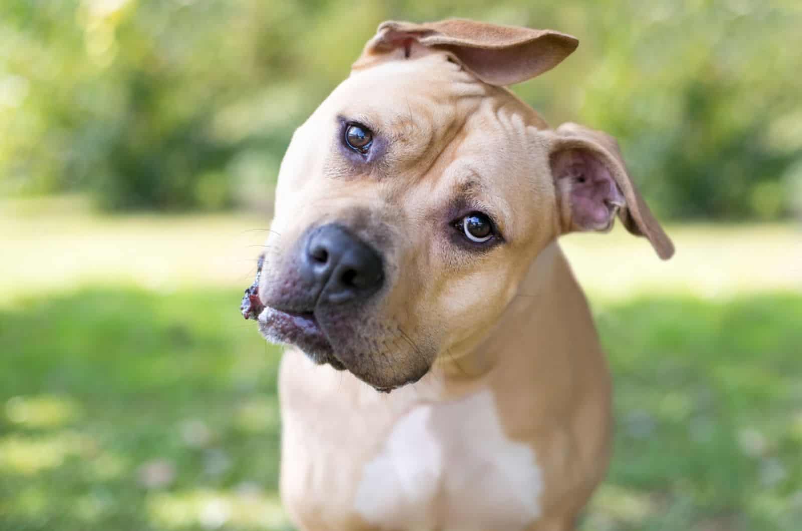 perro con orejas caídas escuchando con la cabeza inclinada